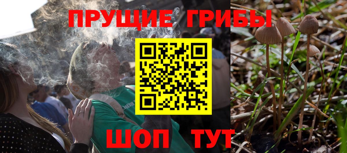 Галлюциногенные грибы прущие грибы Белгород